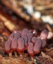 Attēlu rezultāti vaicājumam “Heterotrichia oerstedii (syn. Arcyria oerstedii) young”
