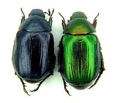 Attēlu rezultāti vaicājumam “Anomala dubia”