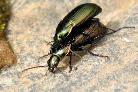 Attēlu rezultāti vaicājumam “Poecilus cupreus”