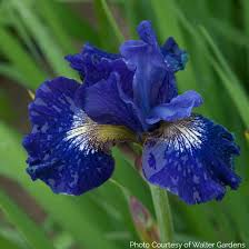 Attēlu rezultāti vaicājumam “Iris sibirica”