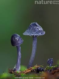 Attēlu rezultāti vaicājumam “Mycena pseudocorticola”