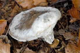 Attēlu rezultāti vaicājumam “Hypomyces chrysospermus”