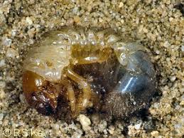 Attēlu rezultāti vaicājumam “Serica brunnea”