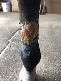 Image result for "proud flesh"