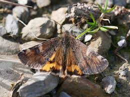 Attēlu rezultāti vaicājumam “Archiearis parthenias”