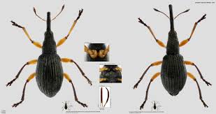 Attēlu rezultāti vaicājumam “Protapion sp.”