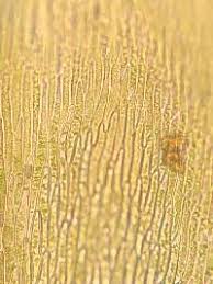 Attēlu rezultāti vaicājumam “Calliergonella lindbergii”