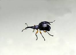 Attēlu rezultāti vaicājumam “Protapion sp.”