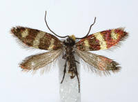 Attēlu rezultāti vaicājumam “Micropterix aureatella”