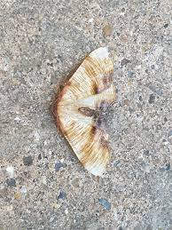 Attēlu rezultāti vaicājumam “Plagodis dolabraria”