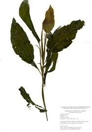 Attēlu rezultāti vaicājumam “Potamogeton compressus leaf”