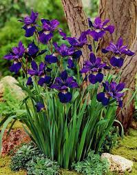 Attēlu rezultāti vaicājumam “Iris sibirica leaf”