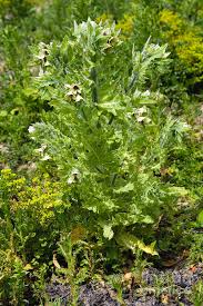 Attēlu rezultāti vaicājumam “Hyoscyamus niger”