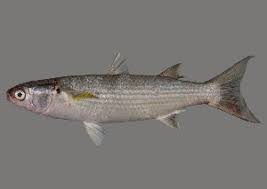 Image result for Crenimugil seheli