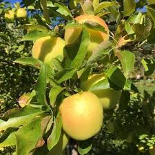 Attēlu rezultāti vaicājumam “Malus x zumi fruit”