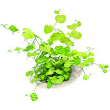 Attēlu rezultāti vaicājumam “Sphacelotheca hydropiperis”