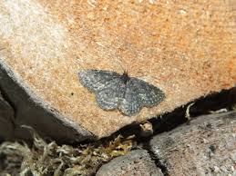 Attēlu rezultāti vaicājumam “Parascotia fuliginaria”