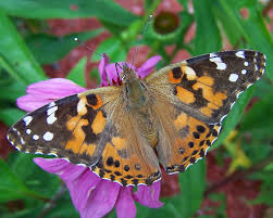 Attēlu rezultāti vaicājumam “Vanessa cardui”