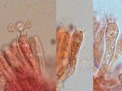 Attēlu rezultāti vaicājumam “Mucronella bresadolae”