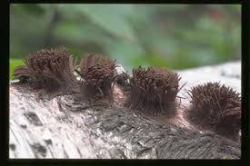 Attēlu rezultāti vaicājumam “Stemonitis splendens spores”
