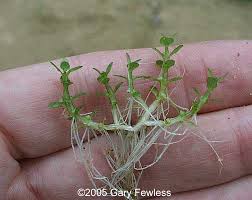 Attēlu rezultāti vaicājumam “Elatinaceae”