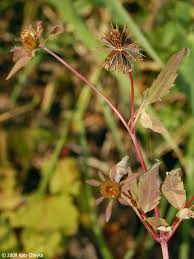 Attēlu rezultāti vaicājumam “Bidens frondosa flower”