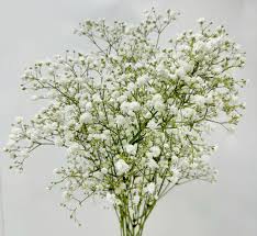 Attēlu rezultāti vaicājumam “Gypsophila fastigiata bud”