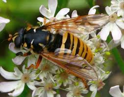 Attēlu rezultāti vaicājumam “Temnostoma vespiforme”