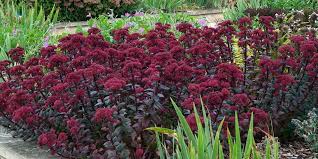 Attēlu rezultāti vaicājumam “Hylotelephium maximum flower”