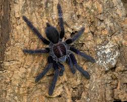 Attēlu rezultāti vaicājumam “Lycogala asperum sessile”