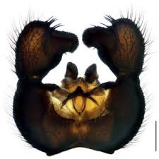 Attēlu rezultāti vaicājumam “Sciara analis”