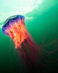 Image result for Cyanea capillata