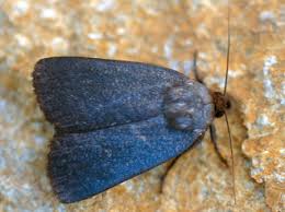 Attēlu rezultāti vaicājumam “Amphipyra livida”