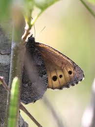 Attēlu rezultāti vaicājumam “Oeneis jutta”