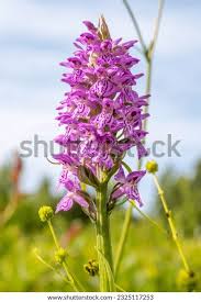 Attēlu rezultāti vaicājumam “Orchis mascula”