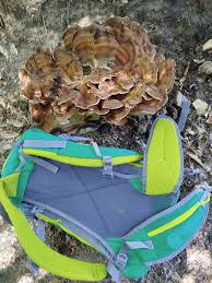 Attēlu rezultāti vaicājumam “Vouauxiomyces santessonii”