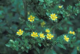 Attēlu rezultāti vaicājumam “Potentilla norvegica flower”