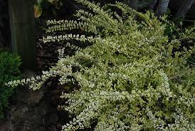 Attēlu rezultāti vaicājumam “Lonicera”