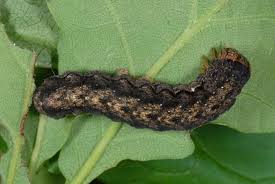 Attēlu rezultāti vaicājumam “Orthosia munda”