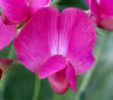 Attēlu rezultāti vaicājumam “Lathyrus tuberosus flower”