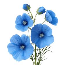 Attēlu rezultāti vaicājumam “Linum usitatissimum bud”