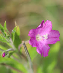 Attēlu rezultāti vaicājumam “Epilobium hirsutum flower”