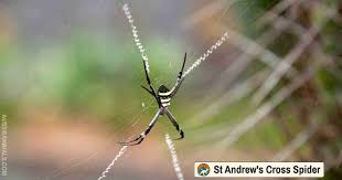 Image result for st andrews cross spider
