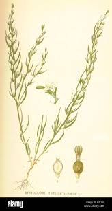 Attēlu rezultāti vaicājumam “Thesium ebracteatum”