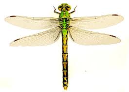 Attēlu rezultāti vaicājumam “Ophiogomphus cecilia”