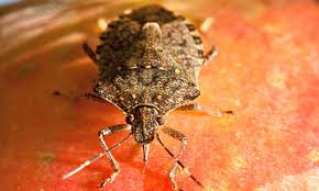 Attēlu rezultāti vaicājumam “Badhamiopsis macrospora”