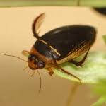 Attēlu rezultāti vaicājumam “Hydaticus transversalis”