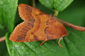 Attēlu rezultāti vaicājumam “Agrochola helvola”