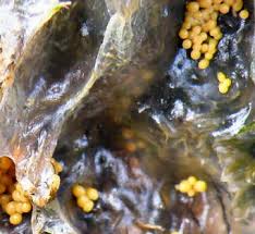 Attēlu rezultāti vaicājumam “Badhamia lilacina plasmodium”