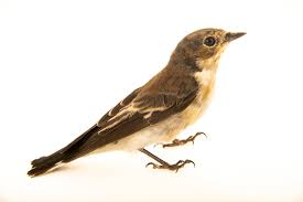 Attēlu rezultāti vaicājumam “Ficedula hypoleuca male”